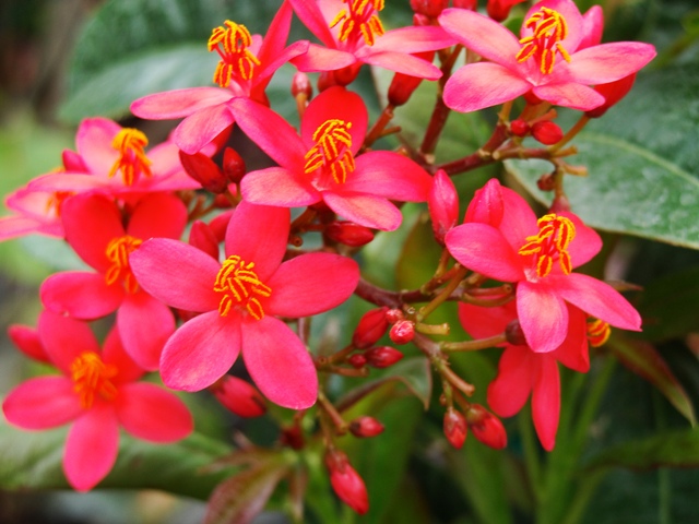 Jatropha - Plant